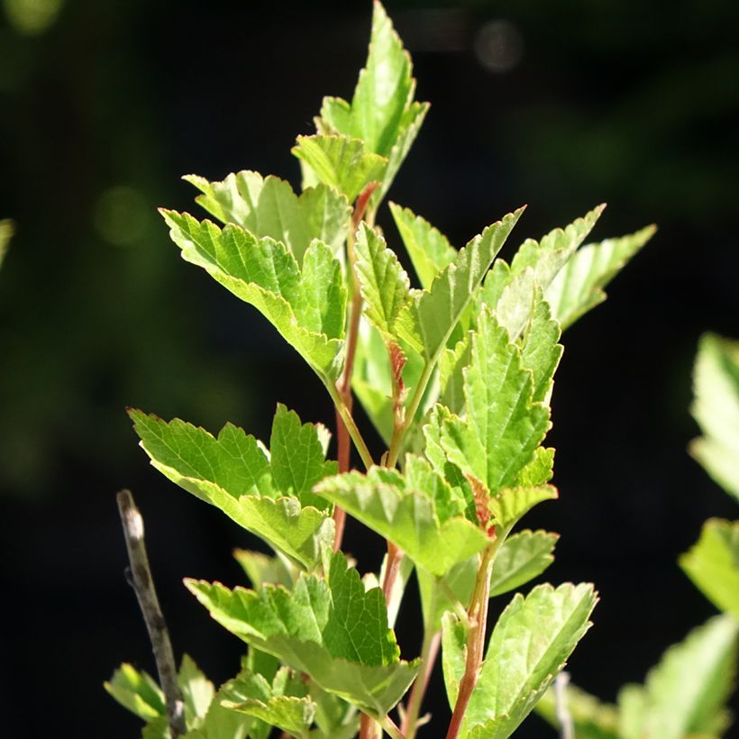 Physocarpus opulifolius Little Greeny - Physocarpe nain (Foliage)