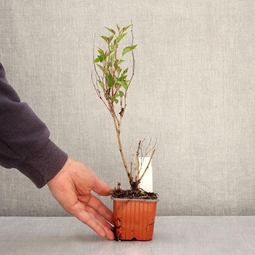 Example of Physocarpus opulifolius Little Greeny - Physocarpe nain Godet de 8/9 cm as you get in printemps