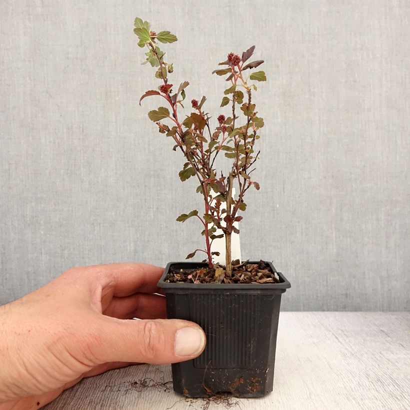 Example of Physocarpus opulifolius Little Joker - Physocarpe nain Godet de 8/9 cm as you get in printemps