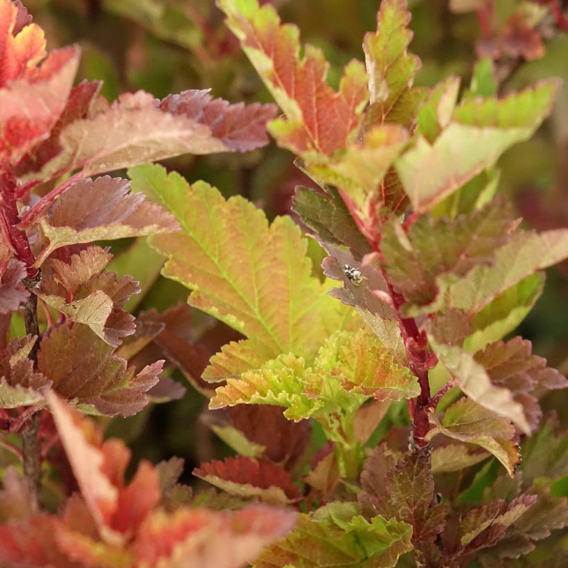 Physocarpus opulifolius Little Leena - Physocarpe (Feuillage)