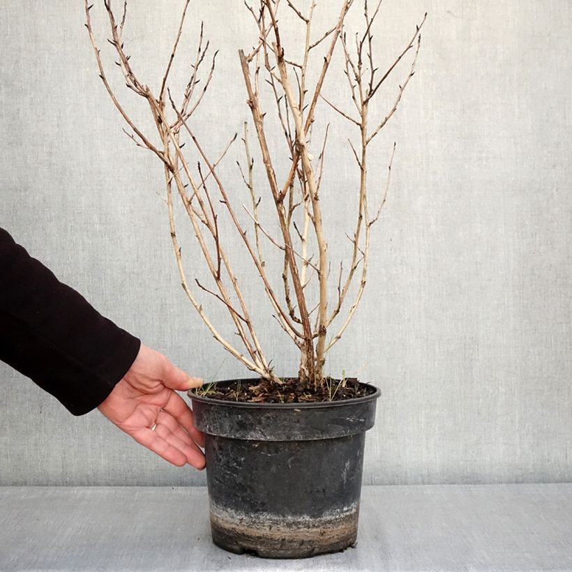 Spécimen de Physocarpus opulifolius Little Leena - Physocarpe Pot de 4L/5L tel que livré en hiver