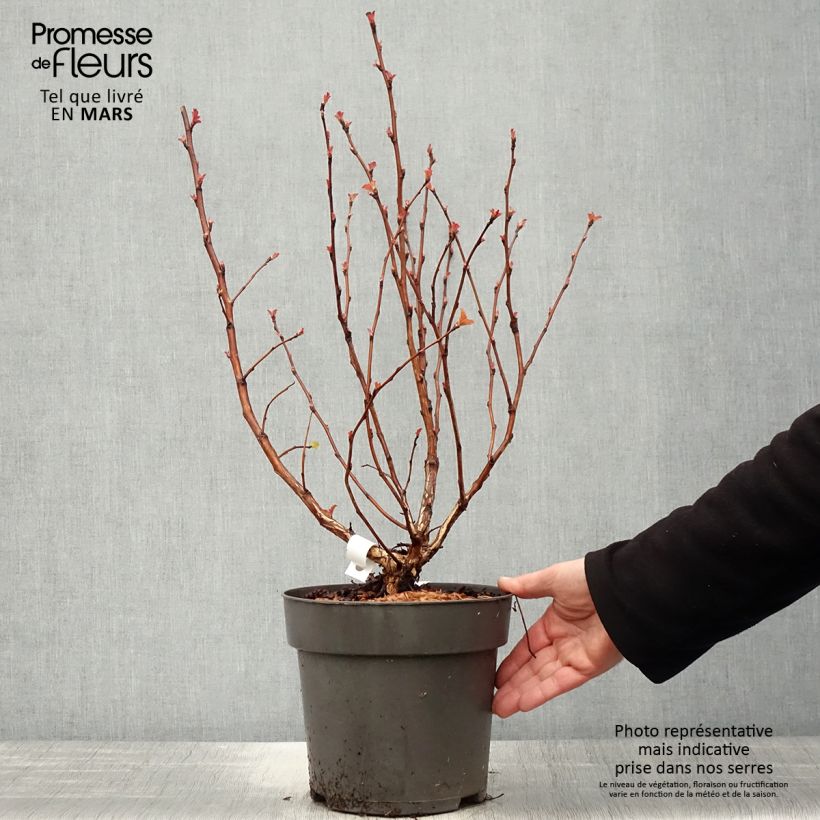 Example of Physocarpus opulifolius Magic Ball Pot de 3L/4L as you get in printemps