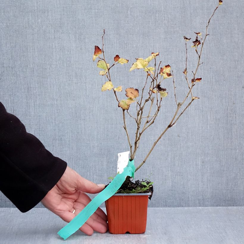 Spécimen de Physocarpus opulifolius Nugget - Physocarpe Godet de 8/9 cm tel que livré en automne