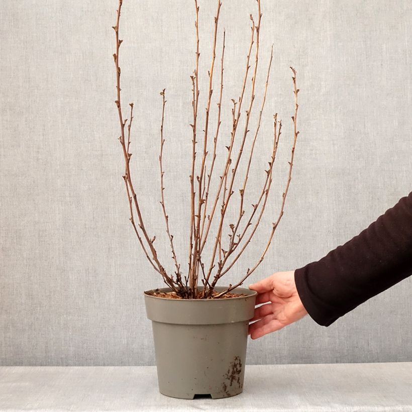 Example of Physocarpus opulifolius Panther - Physocarpe Pot de 4L/5L as you get in printemps