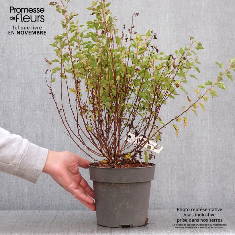 Spécimen de Physocarpus Opulifolius Raspberry Lemonade 'ZLEYel2' - Physocarpe à feuilles d'obier Pot de 3L/4L tel que livré en automne