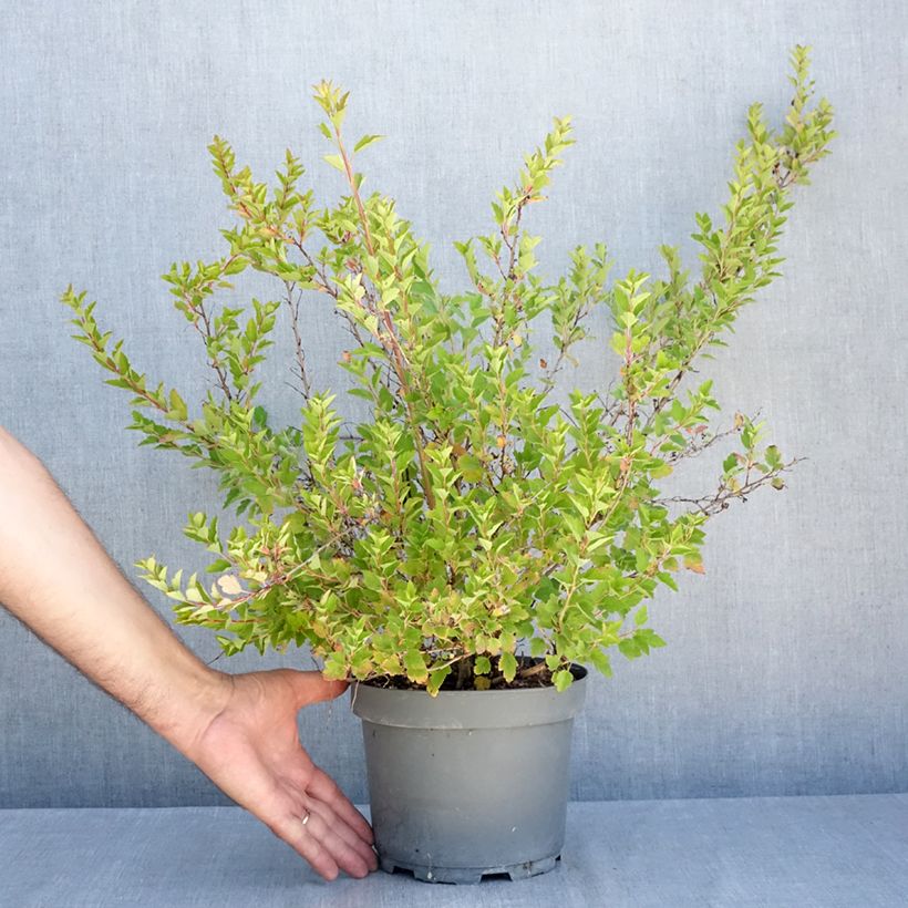 Spécimen de Physocarpus Opulifolius Raspberry Lemonade 'ZLEYel2' - Physocarpe à feuilles d'obier Pot de 3L/4L tel que livré en été