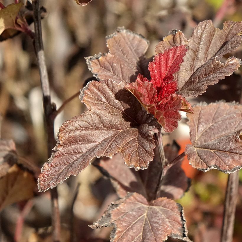 Physocarpus opulifolius Red Baron - Physocarpe à feuille d'obier (Foliage)