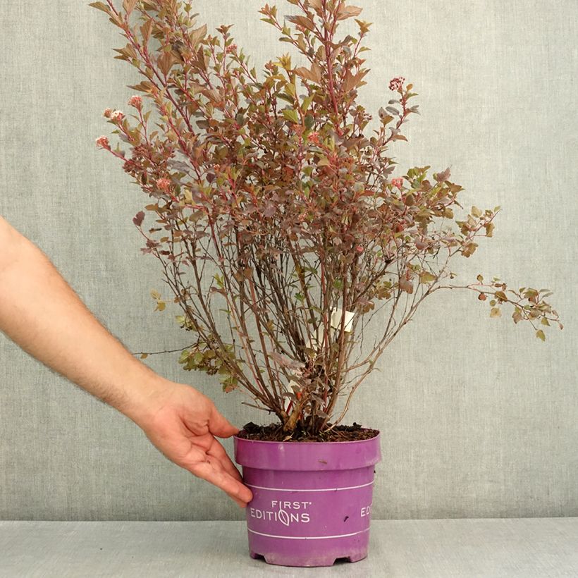 Spécimen de Physocarpus opulifolius Spicy Devil - Physocarpe nain Pot de 3L/4L tel que livré en été