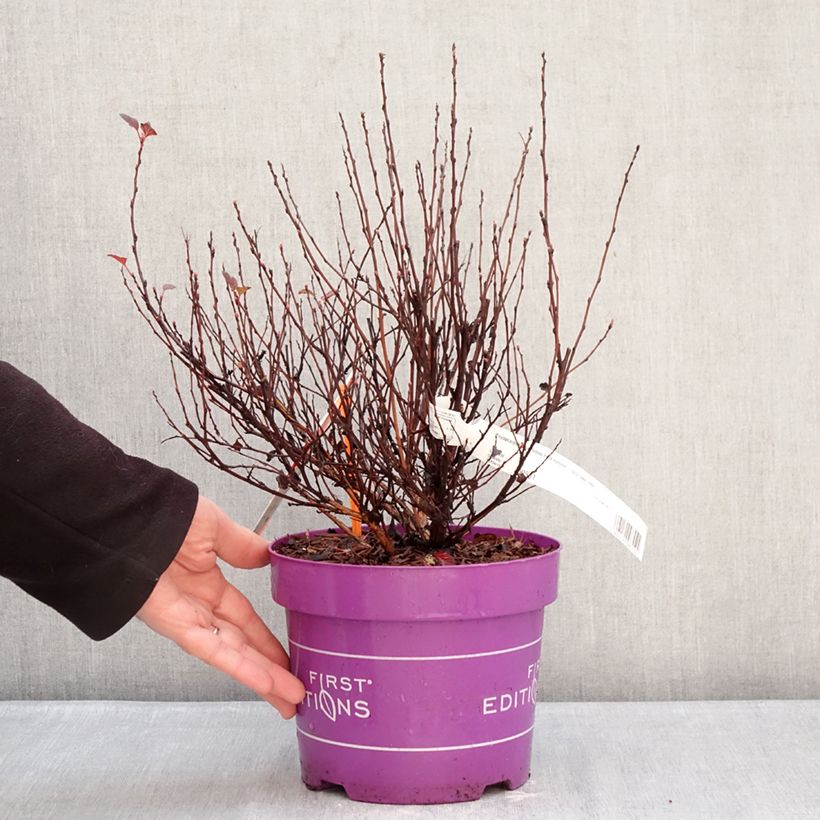 Example of Physocarpus opulifolius Spicy Devil - Physocarpe nain Pot de 3L/4L as you get in hiver