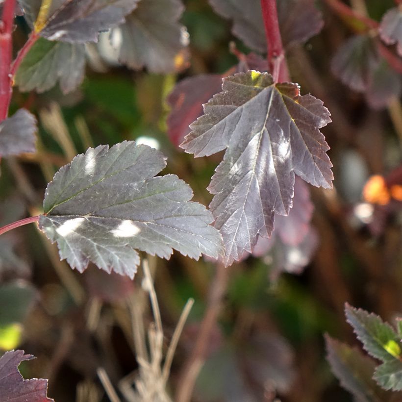 Physocarpus opulifolius Tiny Wine - Physocarpe à feuilles d'obier (Feuillage)