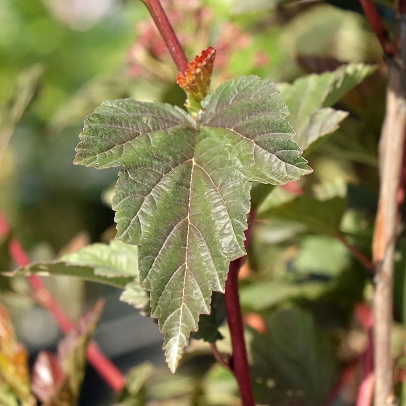 Physocarpus opulifolius Zdechovice - Physocarpe (Foliage)