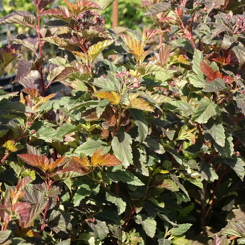 Physocarpus opulifolius Zdechovice - Physocarpe (Plant habit)