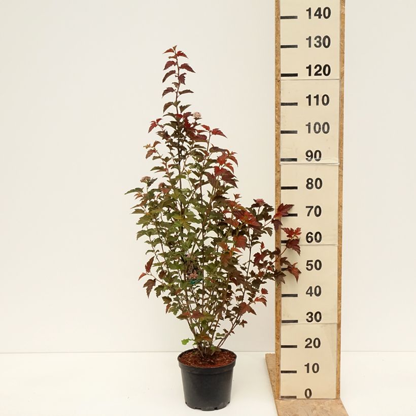 Example of Physocarpus opulifolius Zdechovice - Physocarpe Pot de 3L/4L as you get in printemps