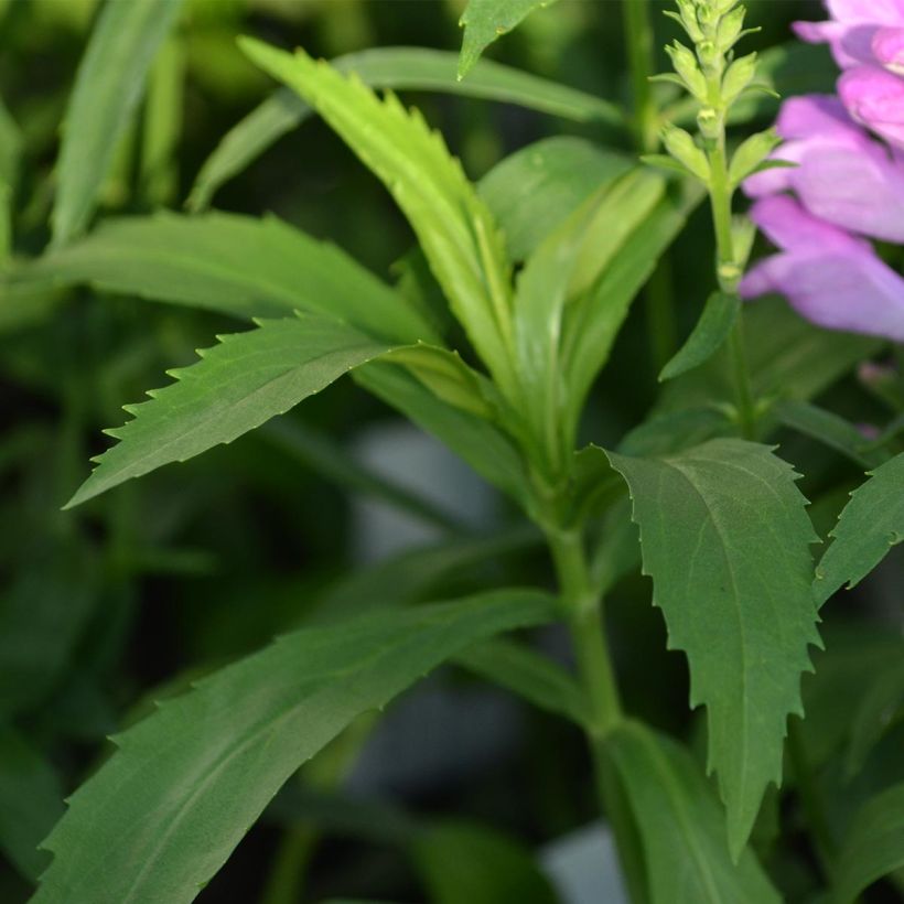 Physostegia virginiana Vivid - Cataleptique (Foliage)