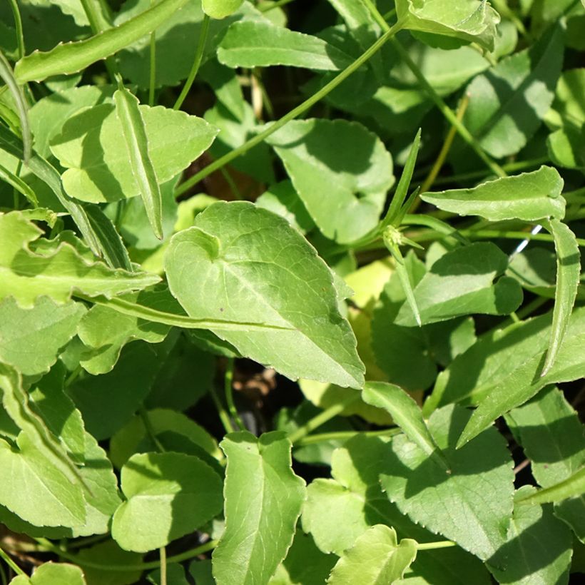 Phyteuma scheuchzeri - Raiponce de Scheuchzer  (Feuillage)