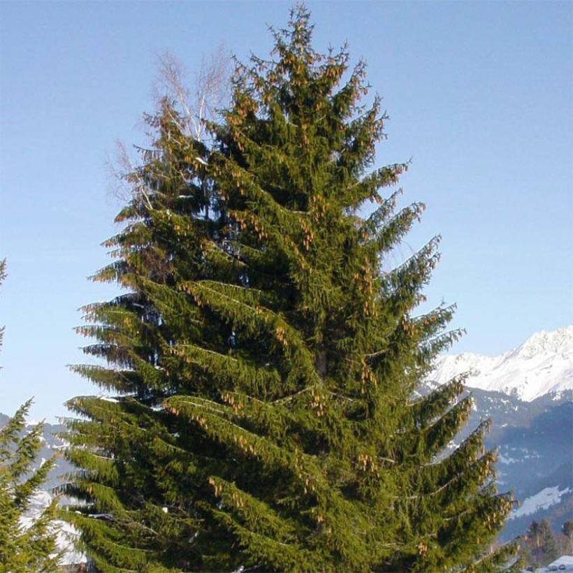 Epicéa commun - Picea abies (Plant habit)