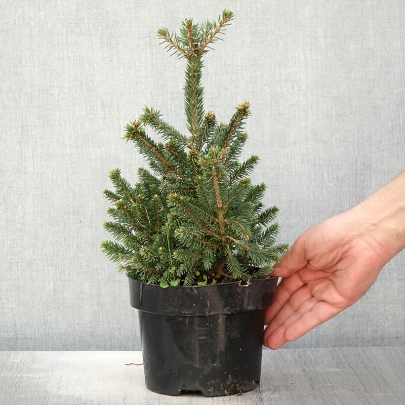 Example of Picea abies Will's Zwerg - Épicéa commun Pot de 2L/3L as you get in printemps