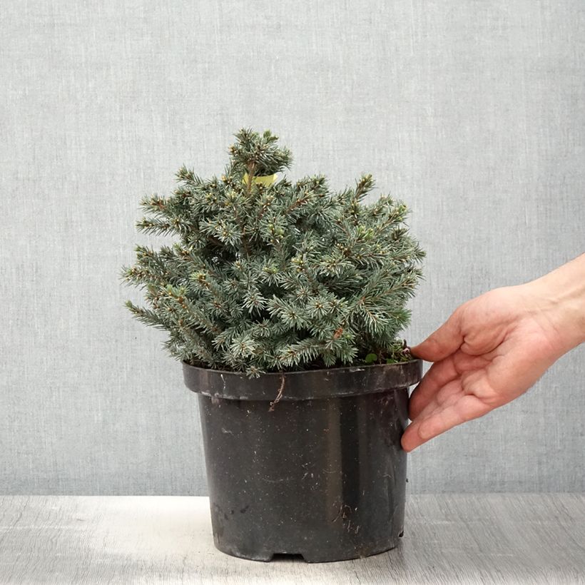Spécimen de Picea glauca Echiniformis Echt - Epinette blanche                    Pot de 4L/5L tel que livré au printemps