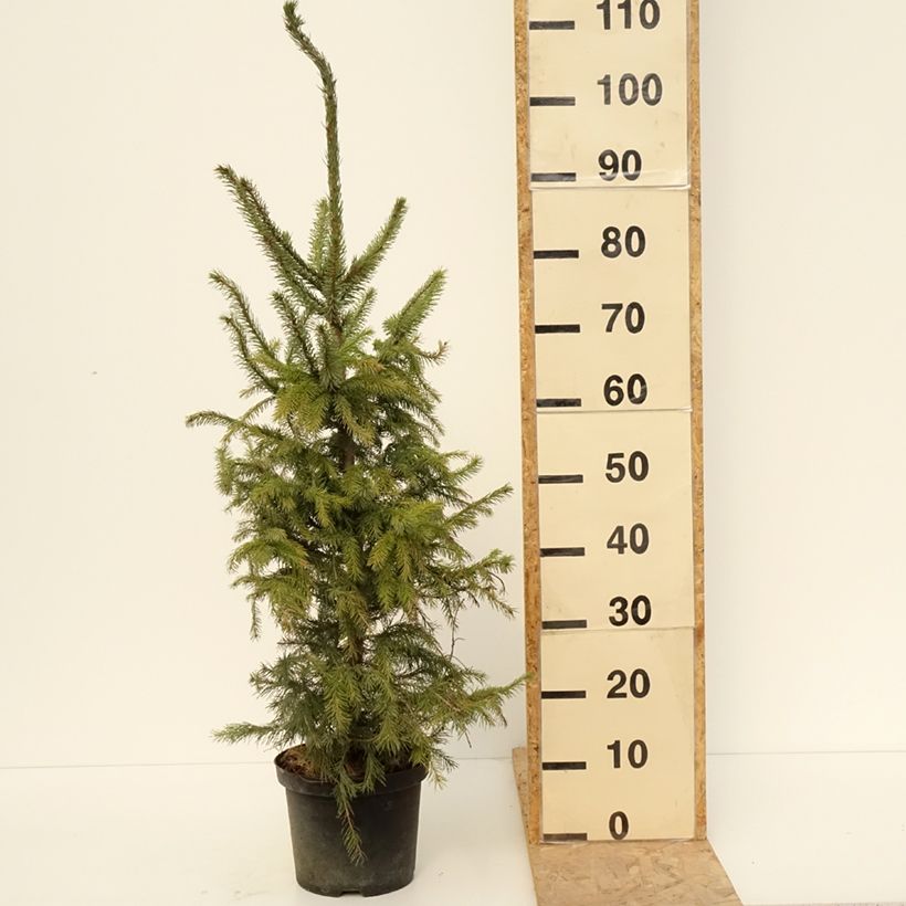 Example of Picea omorika - Épicéa de Serbie Pot de 3L/4L as you get in printemps