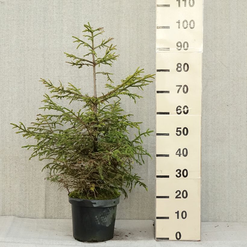 Spécimen de Picea orientalis Aureospicata - Sapinette d'Orient Pot de 7,5L/10L tel que livré en automne