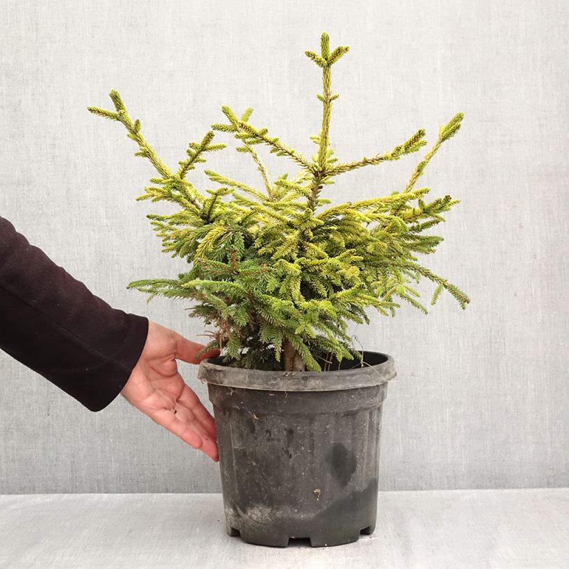 Spécimen de Picea orientalis Barnes - Sapinette d'Orient                          Pot de 3L/4L tel que livré en automne