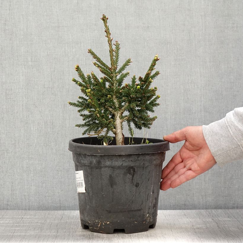 Example of Picea orientalis Barnes - Sapinette d'Orient                          Pot de 3L/4L as you get in printemps