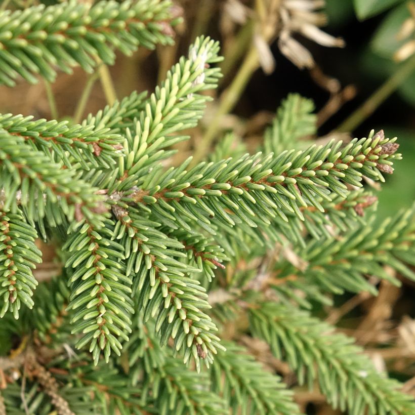 Picea orientalis Summergold - Sapinette d'Orient (Foliage)
