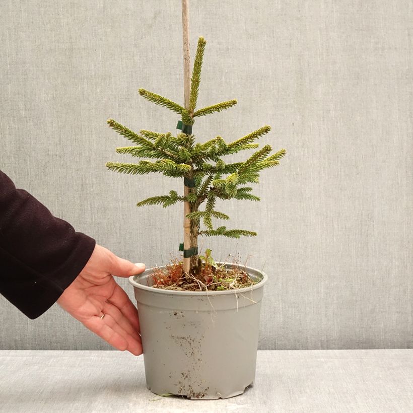 Spécimen de Picea orientalis Summergold - Sapinette d'Orient Pot de 3L/4L tel que livré au printemps