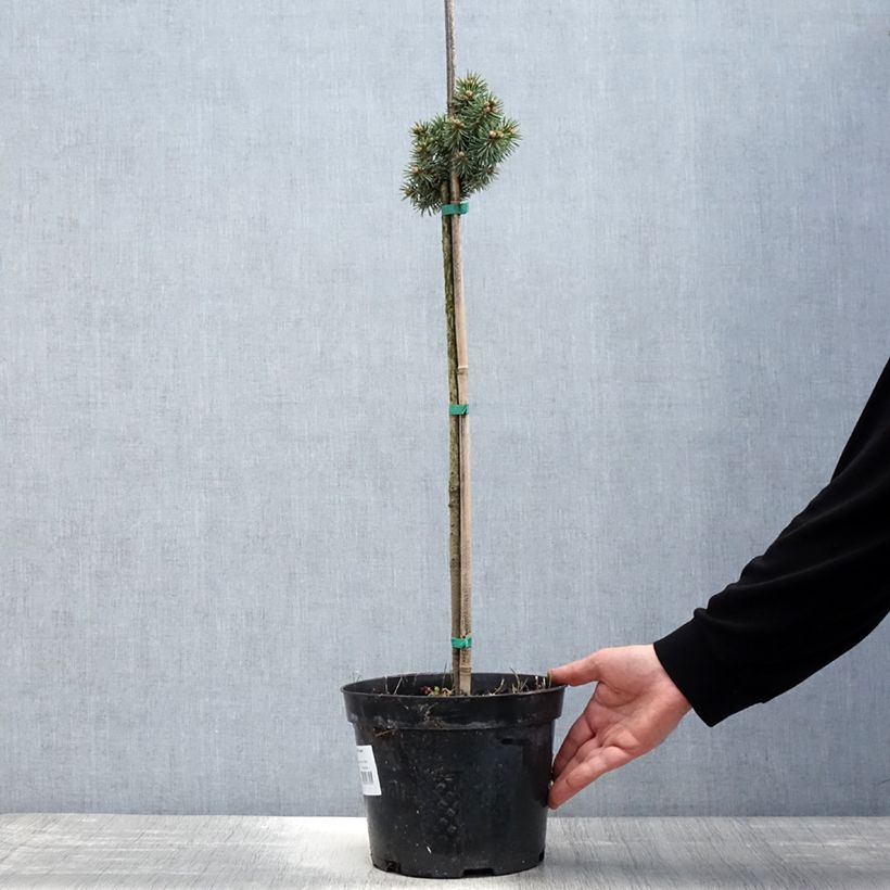 Example of Picea pungens Brynek - Epicea bleu                           Pot de 4L/5L, Tige as you get in printemps