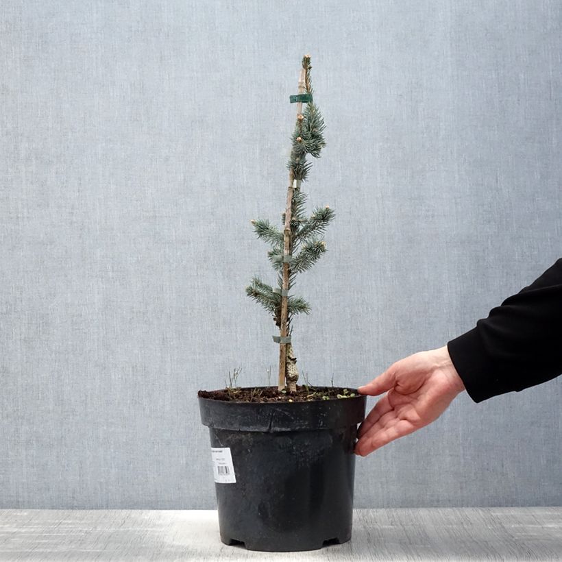 Example of Picea pungens Iseli Foxtail - Epicea bleu                  Pot de 3L/4L as you get in printemps