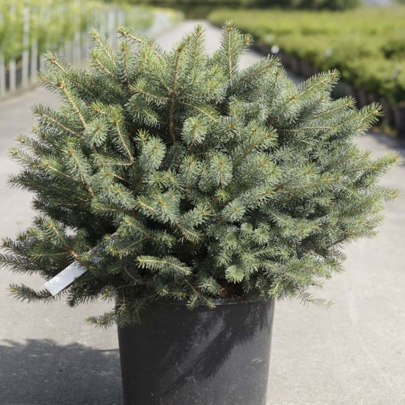 Épicéa de Sitka - Picea sitchensis Nana (Plant habit)