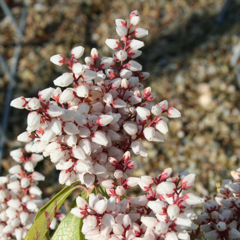 Andromède du Japon - Pieris Bonfire (Flowering)