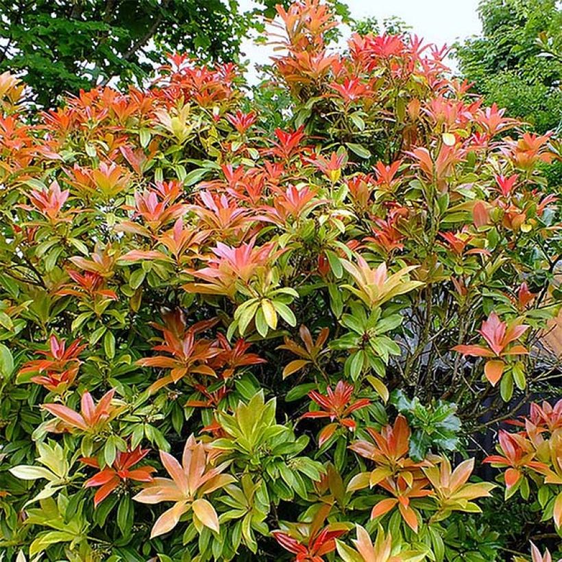 Andromède du Japon - Pieris japonica Forest Flame (Plant habit)