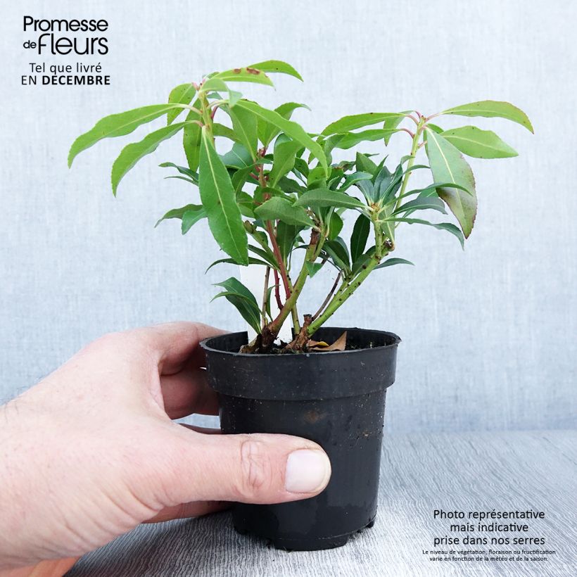 Spécimen de Andromède du Japon - Pieris japonica Forest Flame Godet de 8/9 cm tel que livré en automne