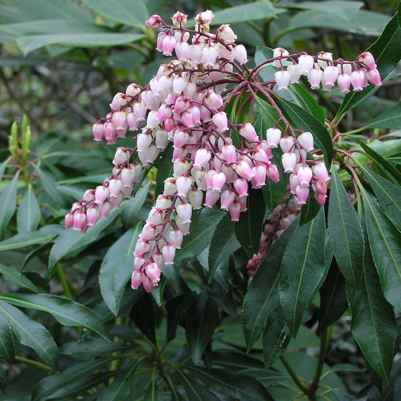 Andromède du Japon - Pieris Pink Passion (Flowering)