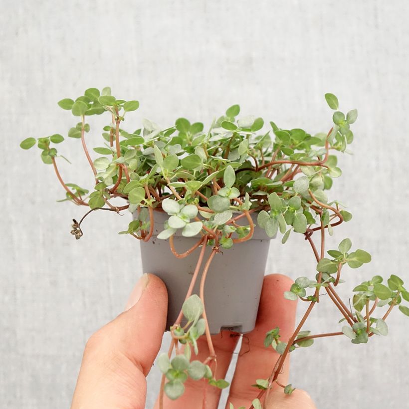 Spécimen de Pilea glaucophylla Greyzy Mini-plante tel que livré au printemps