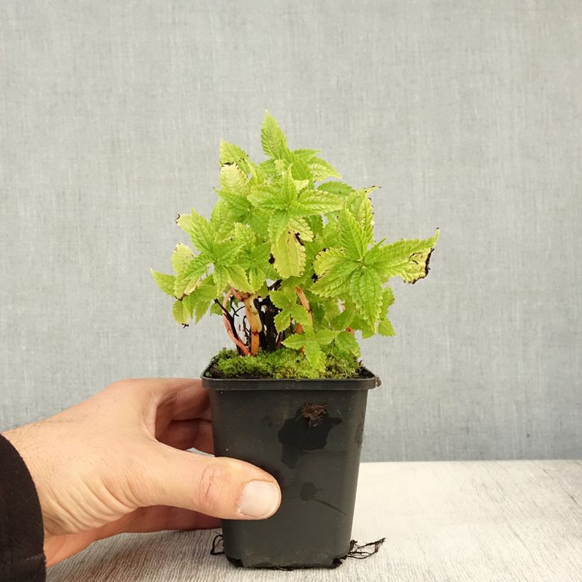 Spécimen de Pilea matsudai Taiwan Silver Godet de 8/9 cm tel que livré en automne