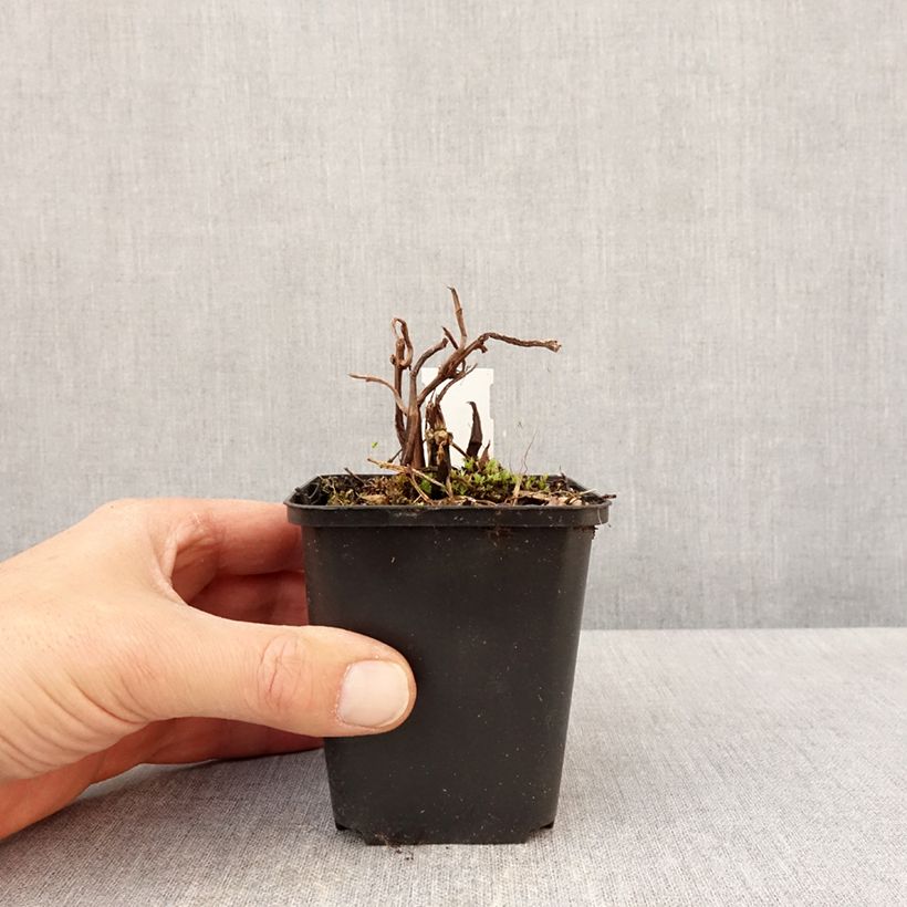 Spécimen de Pilea matsudai Taiwan Silver Godet de 8/9 cm tel que livré au printemps