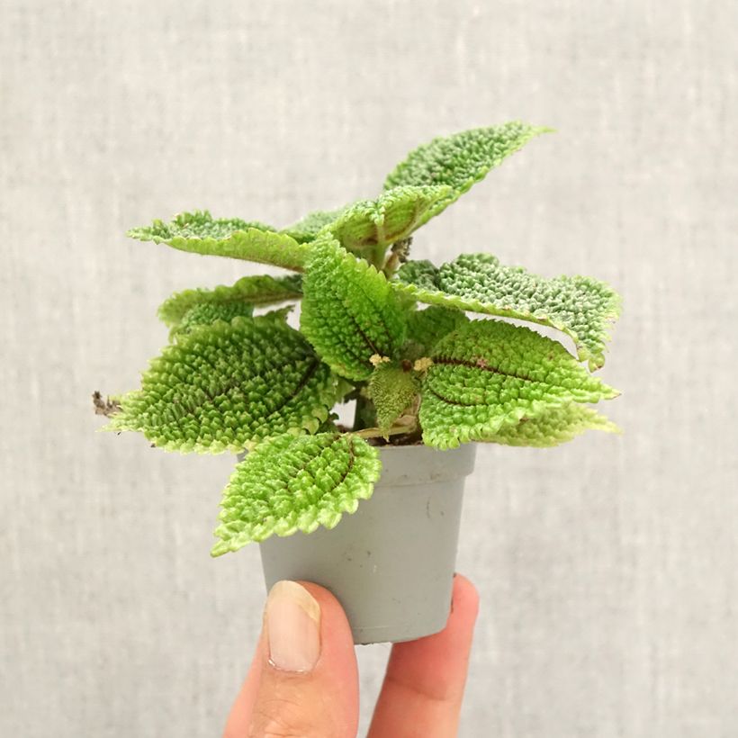 Spécimen de Pilea Moon Valley Mini-plante tel que livré en automne