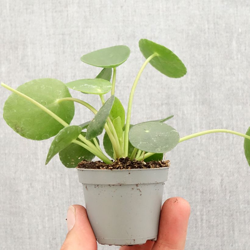 Example of Pilea peperomioides Mini-plante as you get in printemps