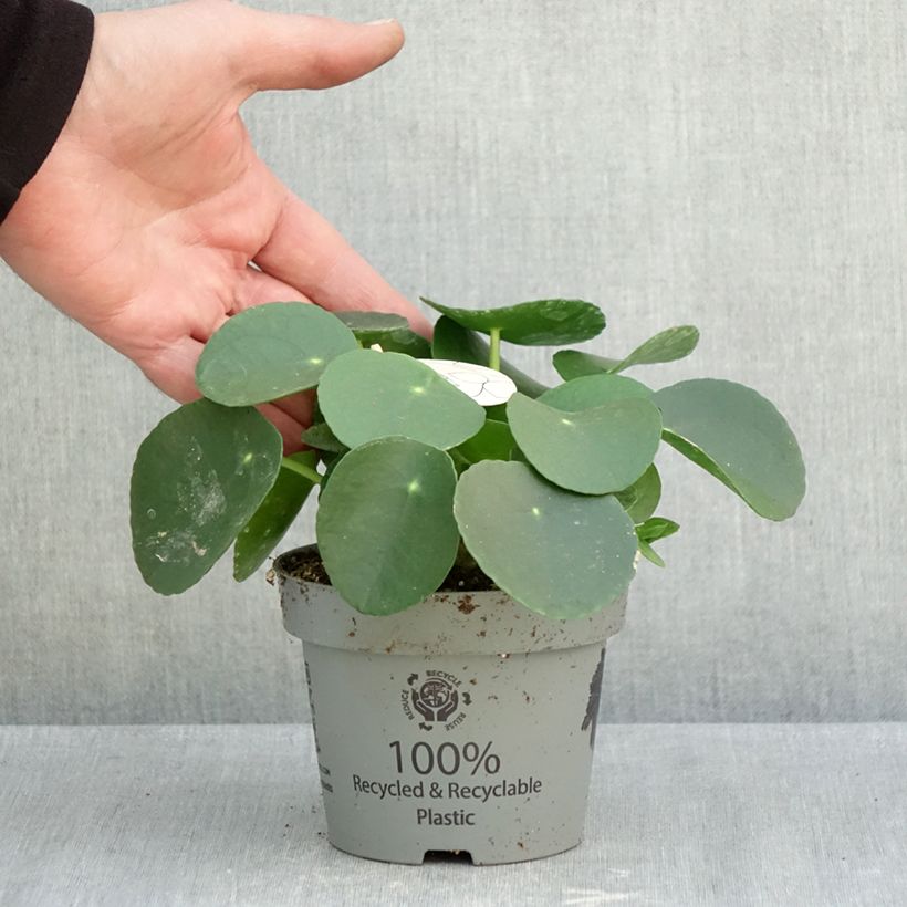 Example of Pilea peperomioides Pot de 12 cm / 13 cm as you get in automne