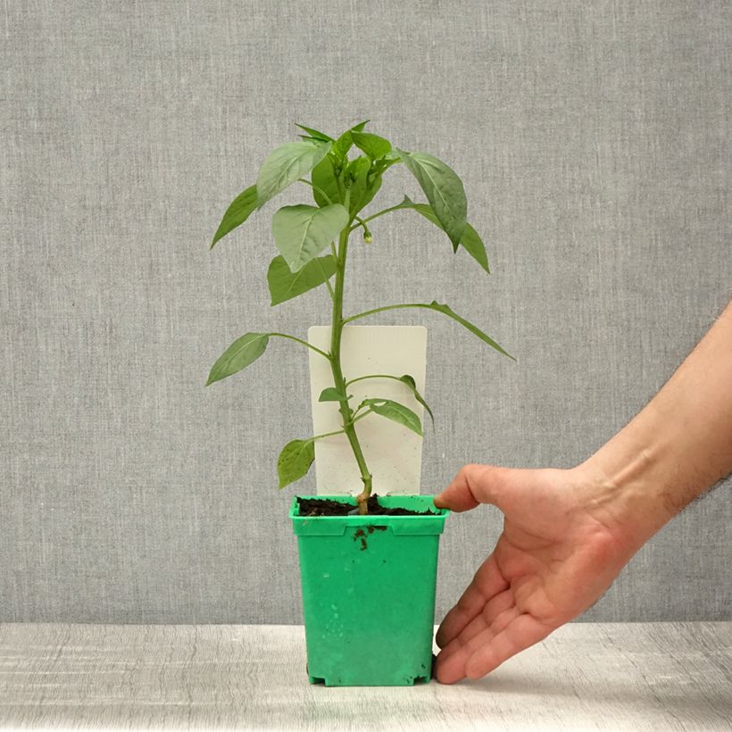 Example of Piment Gorria en plants GREFFES Pot de 10 cm/11cm as you get in printemps