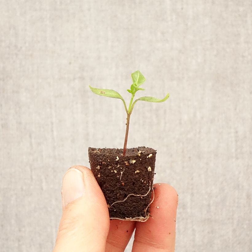 Spécimen de Piment Pikito en plant Mini-motte Ø 3/4 cm tel que livré au printemps