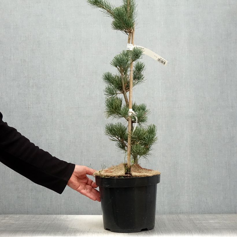 Spécimen de Pin blanc des japonais - Pinus parviflora Tempelhof Pot de 7,5L/10L tel que livré au printemps