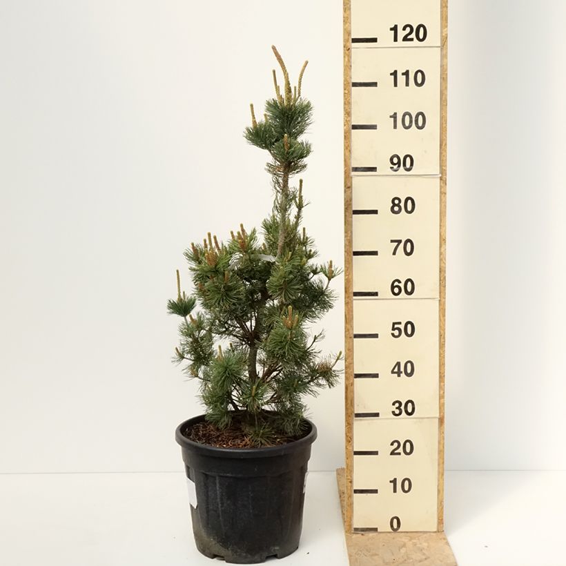 Example of Pin blanc du Japon nain - Pinus parviflora Iribune Pot de 18L/20L as you get in printemps
