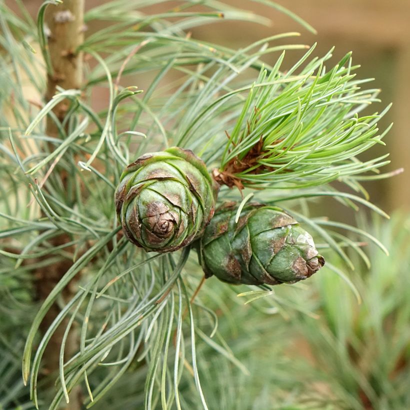 Pin blanc du Japon - Pinus parviflora Bergman                       (Harvest)