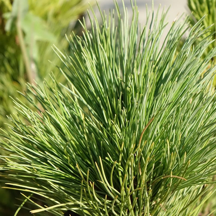 Pin cembro - Pinus cembra (Foliage)