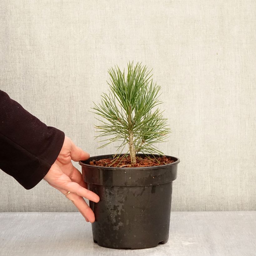 Example of Pin cembro - Pinus cembra Pot de 3L/4L as you get in hiver