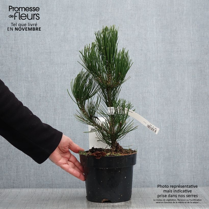 Spécimen de Pin de bosnie - Pinus heldreichii (leucodermis) Compact Gem Pot de 2L/3L tel que livré en automne