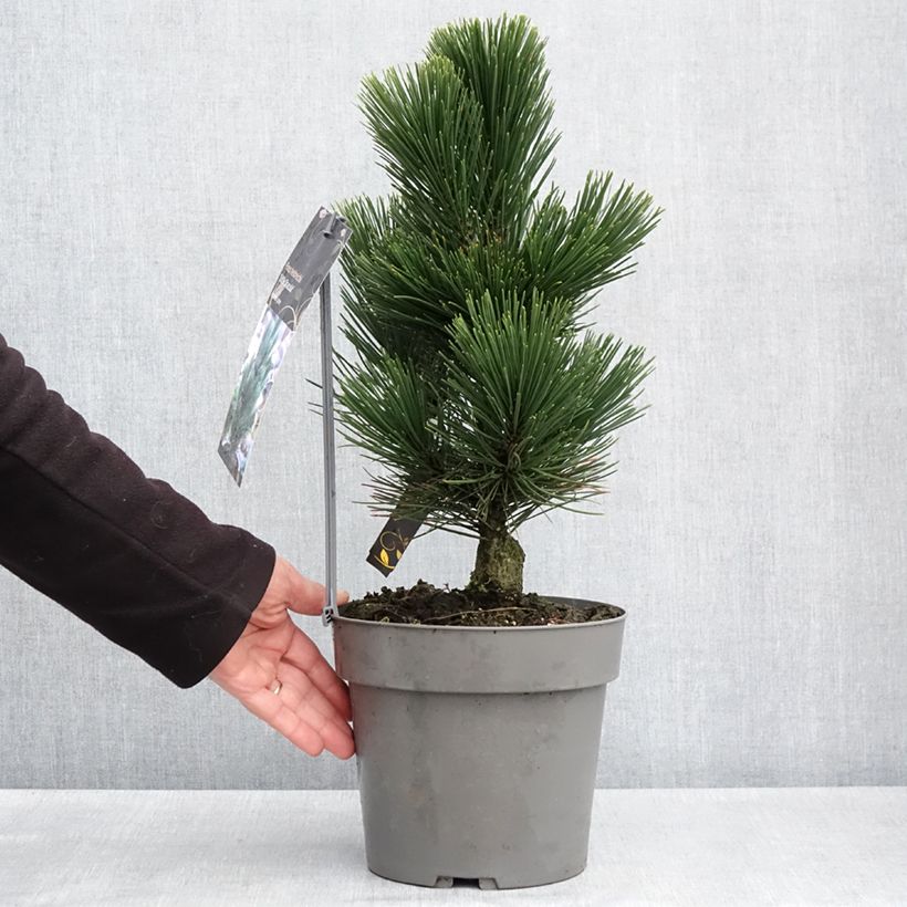Example of Pin de Bosnie - Pinus heldreichii (leucodermis) Little Dracula Pot de 4L/5L as you get in printemps